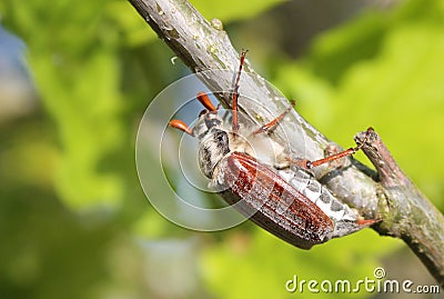 May bug (Scarabaeidae) Stock Photo