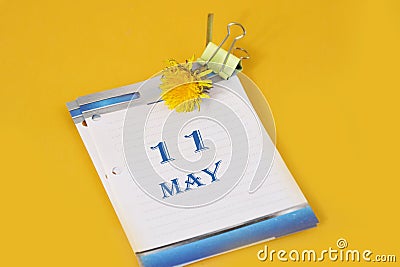 May 11 calendar: table calendar with yellow dandelion, number 11, name of the month May in English.Walk with Mary Stock Photo