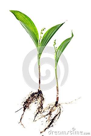 May lily, Convallaria majalis Stock Photo