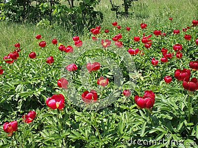 Wild peonies in dobrogea mountains,romania Stock Photo