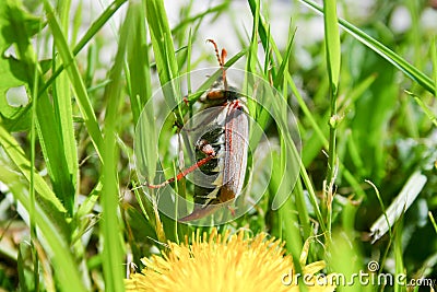 May spring beetle Stock Photo