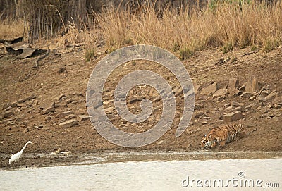 Maya cub drinking water with a egret nearby, Tadoba Andhari Tiger Reserve, India Stock Photo