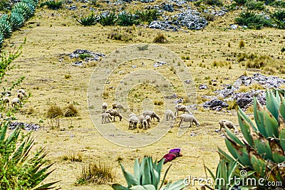 Maya nomad with sheep herd by Todos Santos Cuchumatan in Guatemala Stock Photo