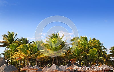 Mayan riviera tropical sunroof palm trees blue sky Stock Photo