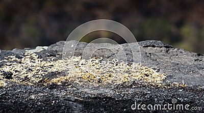 Mayan Sacrifice Stock Photo