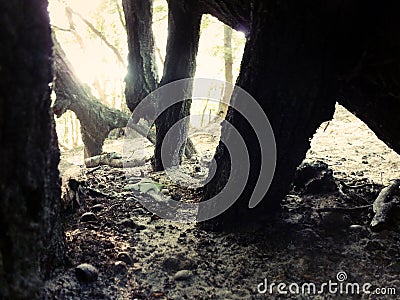 Maybe you are searching among the branches, Stock Photo