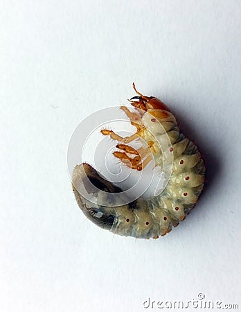Maybug Cockchafer caterpillar in a white background. Stock Photo