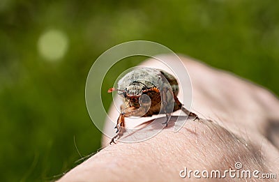 The maybug is crawling on a man& x27;s hand on a blurred background of green grass. Cockchafer, arthropod pest that Stock Photo