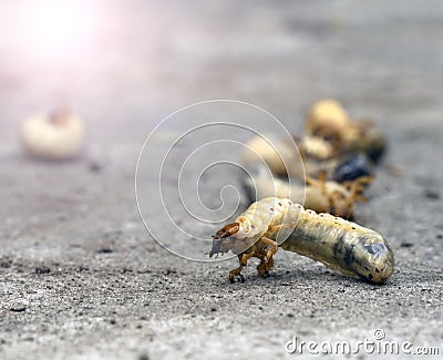 Maybug larva on concrete surface, closeup, selective focus Stock Photo