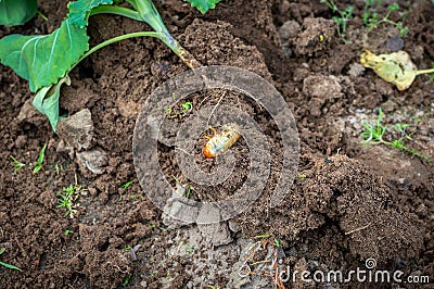 Maybug larva destroyed a garden cabbage plant. Root eaten by parasites. Selective focus Stock Photo