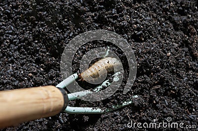 Maybug larva in soil, flower roots damaging insect pest Stock Photo