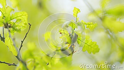 Maybug on leaf. Cockchafer in nature. Reproduction coitus in spring. Doodlebug, is a European beetles of the genus Stock Photo