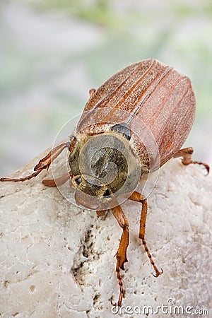 Maybug on a rock Stock Photo