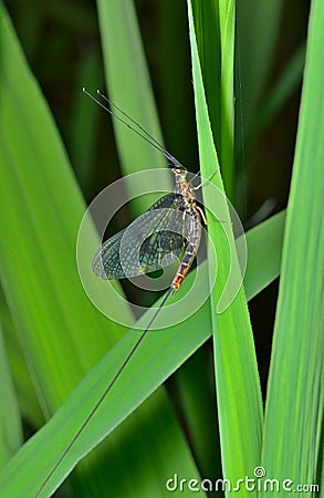 Mayfly 6 Stock Photo