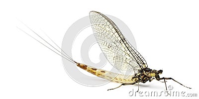 Mayfly, Ephemera danica Stock Photo