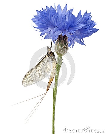 Mayfly, Ephemera danica, on flower Stock Photo