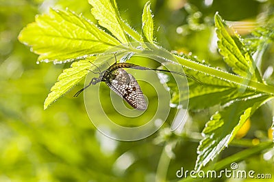 Mayfly (Ephemera vulgata) Stock Photo