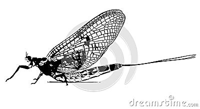 Mayfly insect fly fishing portrait Stock Photo