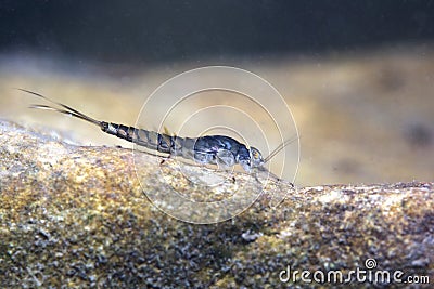Mayfly nymph close up,Ecdyonurus larvae,Underwater photography Stock Photo