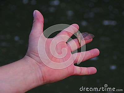 Mayfly Palingenia longicauda on the hand Stock Photo