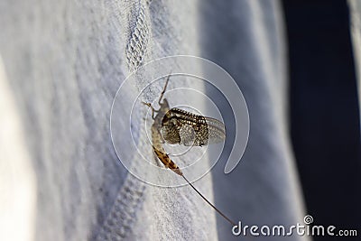 Portrait of Mayfly insect - fly fishing Stock Photo