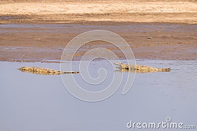 Amazing view of a group of crocodiles resting on the sandy banks of an African river Stock Photo