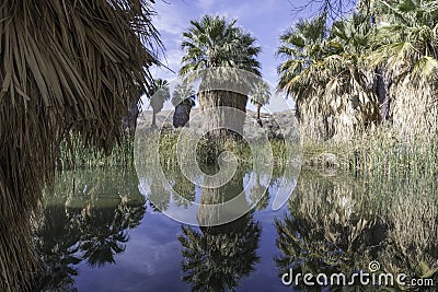 The McCallum Grove Pond in Coachella Valley Preserve Editorial Stock Photo