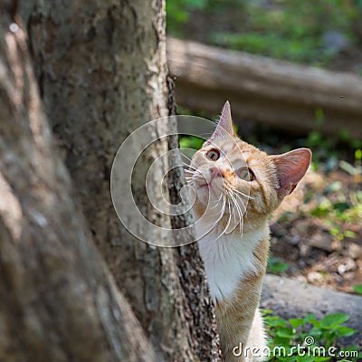 McCavity, orange and white kitten, focused on bird feeder activity outside the frame of photo. Stock Photo