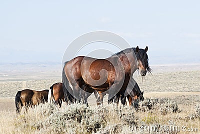 McCullough Peak Mustangs Stock Photo