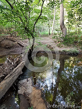 Forest Walk with View of River Reflections Stock Photo