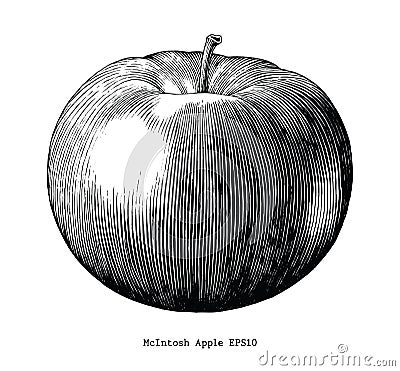 Mcintosh apple hand draw vintage clip art isolated on white back Vector Illustration