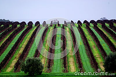 McLaren Vale Rolling Vineyard Stock Photo