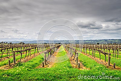 McLaren Vale wineries Stock Photo