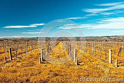 McLaren Vale wineries Stock Photo