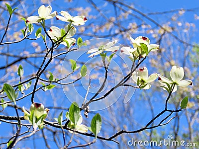 Mclean dogwood flowers 2016 Stock Photo