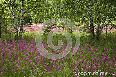 Meadow with beautiful wild flowers in the summertime Stock Photo