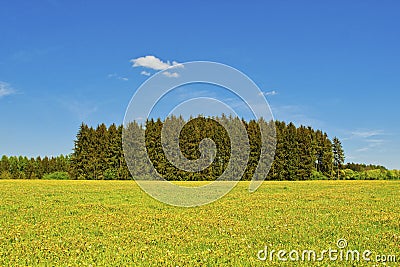 Meadow with blooming dandelions Stock Photo