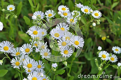 In the meadow, blooms in the wild Erigeron annuus Stock Photo