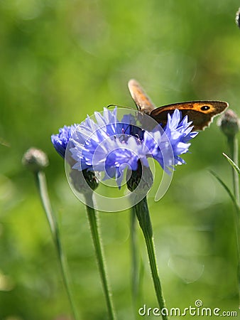 Meadow brown butterfly Stock Photo