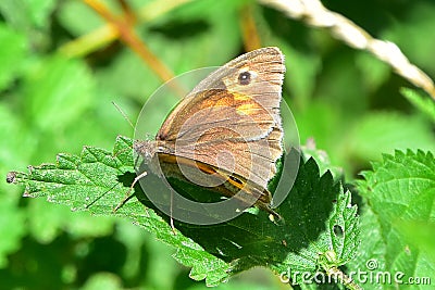 Meadow Brown Butterfly Stock Photo