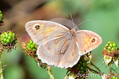 Meadow Brown Butterfly Stock Photo