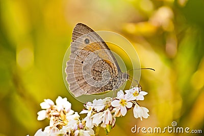 Meadow Brown, Maniola jurtina Stock Photo