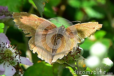 Meadow Brown Butterfly Stock Photo