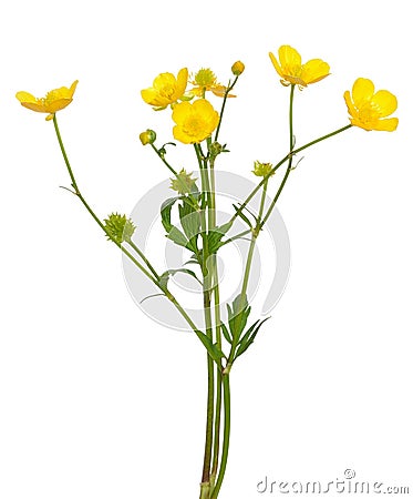 Meadow buttercup Ranunculus acris flower Stock Photo