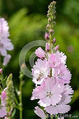 Meadow checker mallow sidalcea campestris flowers Stock Photo