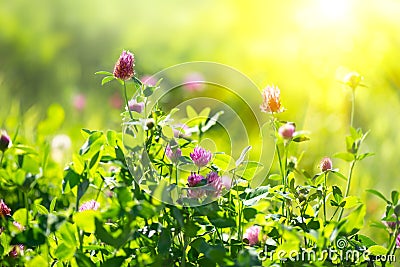 Meadow. Clover flowers on spring field Stock Photo