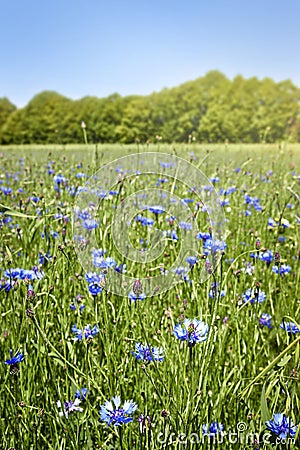 Meadow with cornflowers Stock Photo