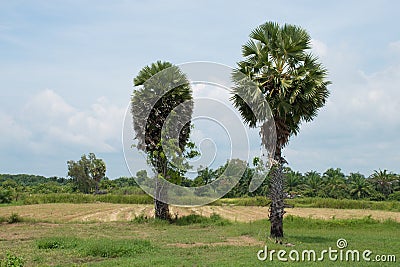 Meadow with couple palm tree Stock Photo