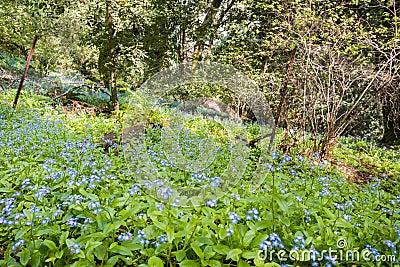 Meadow covered with Forget-me-not Myosotis sylvatica wildflowers, San Francisco bay area, California Stock Photo
