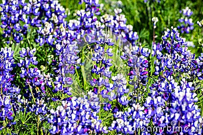 Meadow covered in Sky Lupine Lupinus nanus wildflowers, North Table Ecological Reserve, Oroville, California Stock Photo